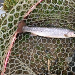 朽木渓流魚センタールアーフィールド